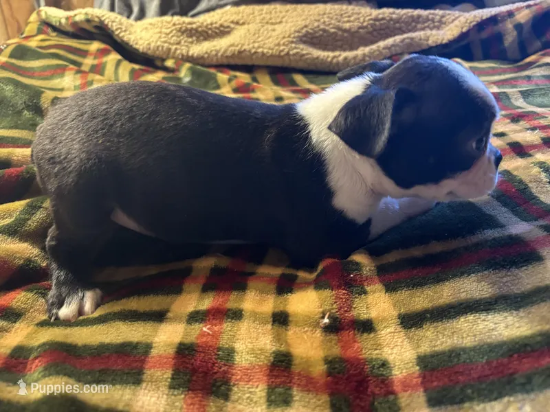 Banjo – Boston Terrier puppy for sale in Lewisburg, WV