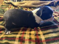 Banjo, a male Boston Terrier for sale in Lewisburg, WV – Photo 1 of 4