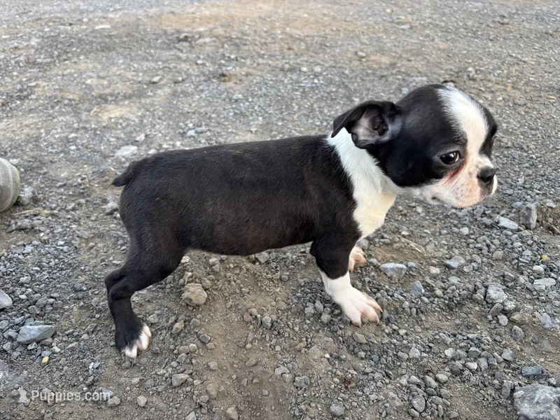 Banjo – Boston Terrier puppy on hold in Lewisburg, WV