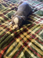 Rex, a male Boston Terrier for sale in Lewisburg, WV – Photo 3 of 4