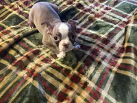 Rex, a male Boston Terrier for sale in Lewisburg, WV – Photo 4 of 4