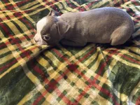 Rex, a male Boston Terrier for sale in Lewisburg, WV – Photo 2 of 4