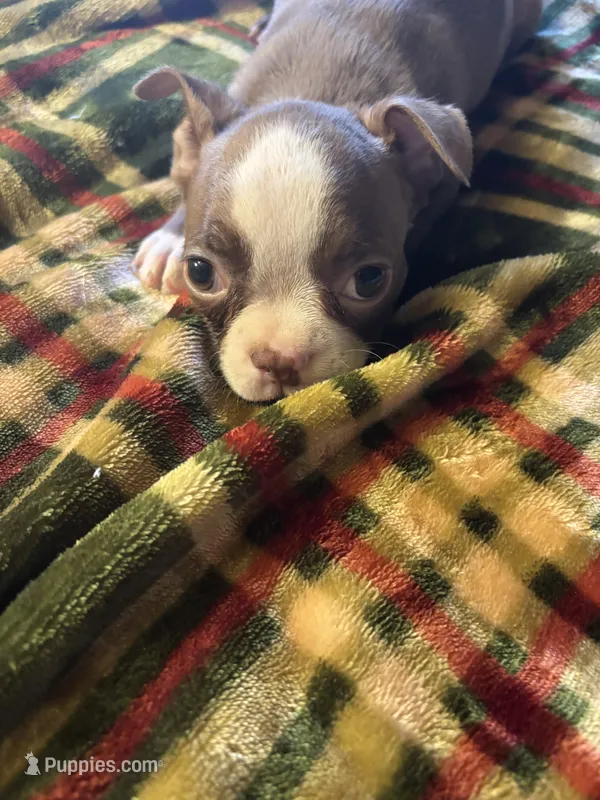 Rex – Boston Terrier puppy for sale in Lewisburg, WV