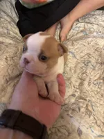 CJ, a female Boston Terrier for sale in Lewisburg, WV – 4 of 4