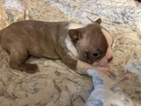 Kassey, a female Boston Terrier for sale in Lewisburg, WV – 4 of 5