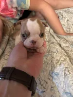 CJ, a female Boston Terrier for sale in Lewisburg, WV – 2 of 4