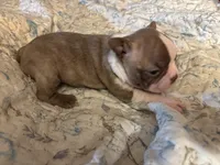Kassey, a female Boston Terrier for sale in Lewisburg, WV – 3 of 5