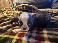 tiny Tim, a male Boston Terrier for sale in Lewisburg, WV – Photo 5 of 6