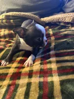 tiny Tim, a male Boston Terrier for sale in Lewisburg, WV – Photo 6 of 6