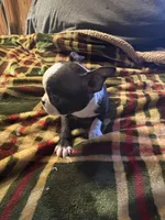 tiny Tim, a male Boston Terrier for sale in Lewisburg, WV – Photo 4 of 6