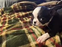 tiny Tim, a male Boston Terrier for sale in Lewisburg, WV – Photo 3 of 6