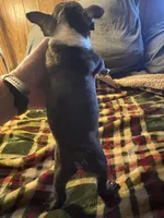 tiny Tim, a male Boston Terrier for sale in Lewisburg, WV – Photo 1 of 6