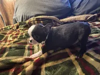 tiny Tim, a male Boston Terrier for sale in Lewisburg, WV – Photo 2 of 6