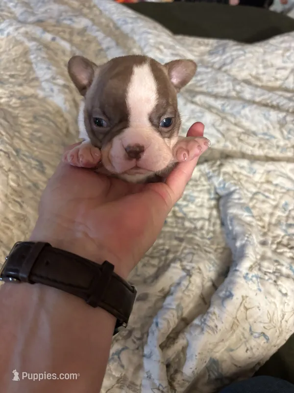 Kassey – Boston Terrier puppy for sale in Lewisburg, WV