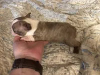 Kassey, a female Boston Terrier for sale in Lewisburg, WV – 5 of 5