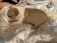 CJ, a female Boston Terrier for sale in Lewisburg, WV – 3 of 4