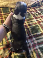 Wiggles, a male Boston Terrier for sale in Lewisburg, WV – Photo 4 of 5