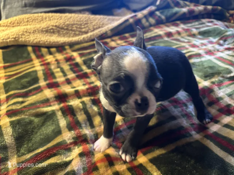 Wiggles, a male Boston Terrier for sale in Lewisburg, WV – Photo 1 of 5