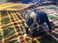 Wiggles, a male Boston Terrier for sale in Lewisburg, WV – Photo 1 of 5