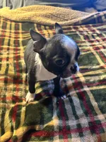 Wiggles, a male Boston Terrier for sale in Lewisburg, WV – Photo 5 of 5
