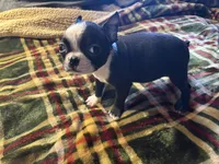 Wiggles, a male Boston Terrier for sale in Lewisburg, WV – Photo 2 of 5