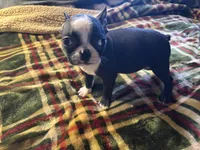 Wiggles, a male Boston Terrier for sale in Lewisburg, WV – Photo 3 of 5