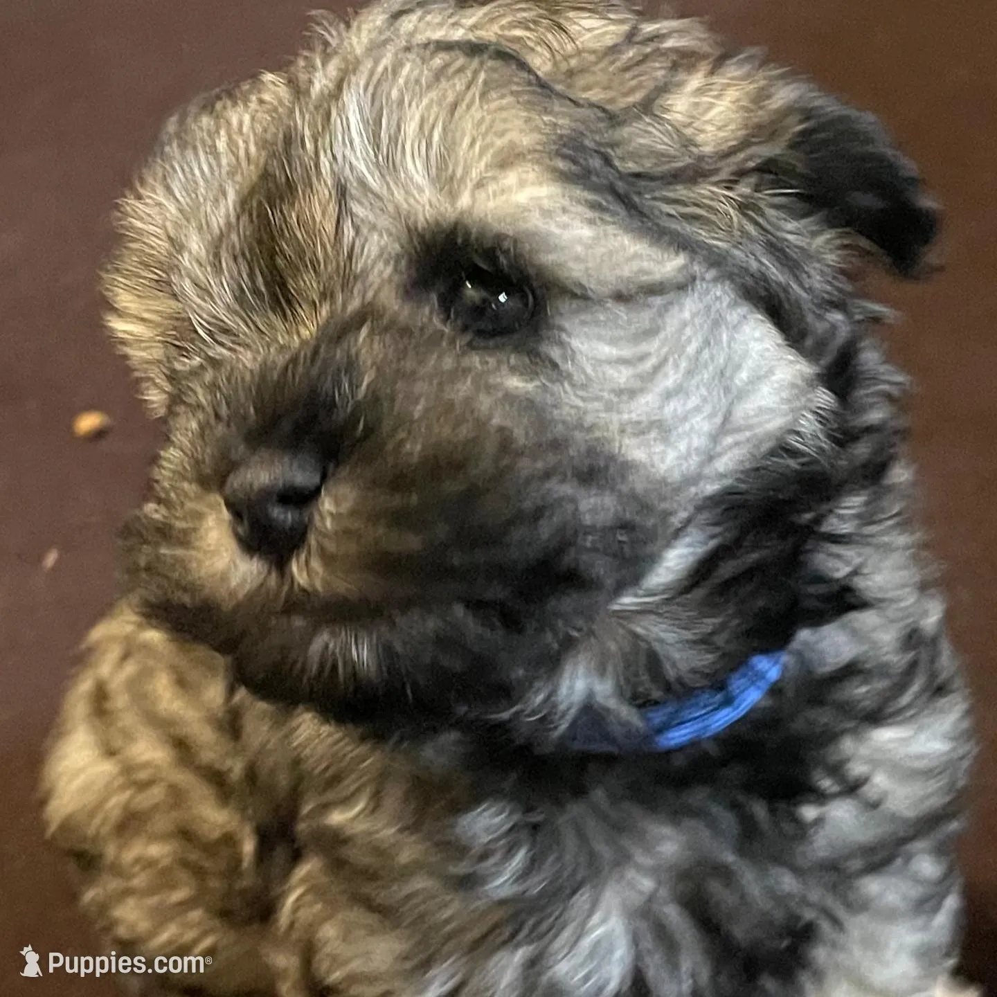 AKC TOY Blue Megacoat, a female Miniature Schnauzer for sale in Madison, AL – Photo 1 of 4