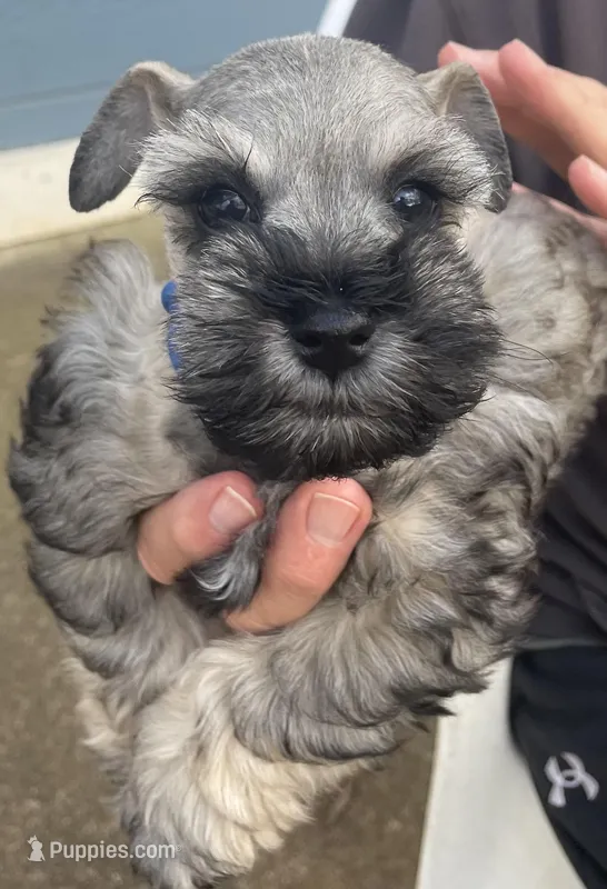 AKC TOY Blue Megacoat