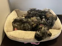 AKC TOY Blue Megacoat, a female Miniature Schnauzer for sale in Madison, AL – Photo 4 of 4