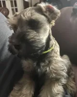 AKC TOY sable Megacoat green collar , a male Miniature Schnauzer for sale in Madison, AL – Photo 2 of 8