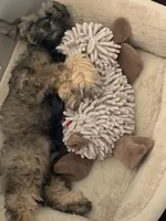 AKC TOY sable Megacoat green collar , a male Miniature Schnauzer for sale in Madison, AL – Photo 1 of 8