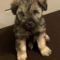 AKC TOY sable Megacoat green collar , a male Miniature Schnauzer for sale in Madison, AL – Photo 8 of 8