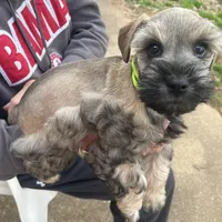 AKC TOY sable Megacoat green collar , a male Miniature Schnauzer for sale in Madison, AL – Photo 6 of 8