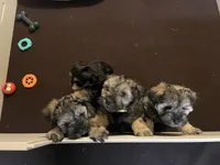 AKC TOY Green Megacoat, a female Miniature Schnauzer for sale in Madison, AL – Photo 6 of 6
