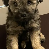 AKC TOY sable Megacoat green collar , a male Miniature Schnauzer for sale in Madison, AL – Photo 7 of 8