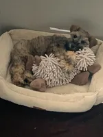 AKC TOY sable Megacoat green collar , a male Miniature Schnauzer for sale in Madison, AL – Photo 4 of 8