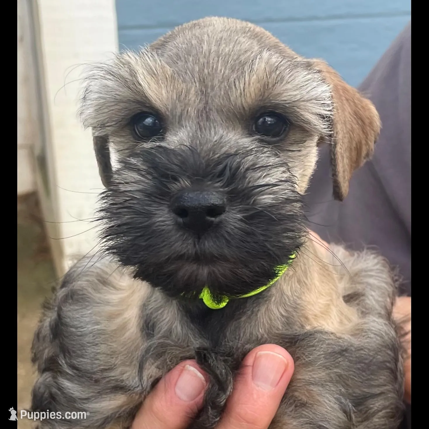 AKC TOY Green Megacoat