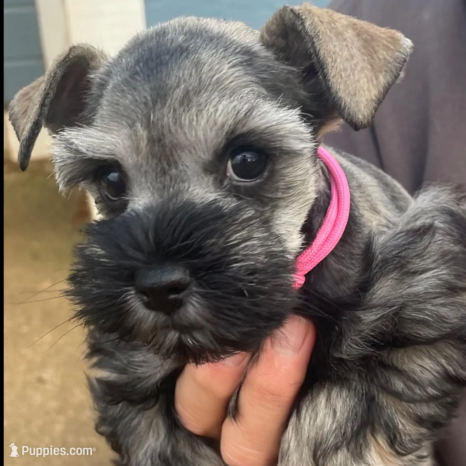 TOY AKC Pink Megacoat