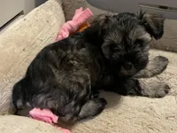 TOY AKC Pink Megacoat, a female Miniature Schnauzer for sale in Madison, AL – Photo 2 of 3