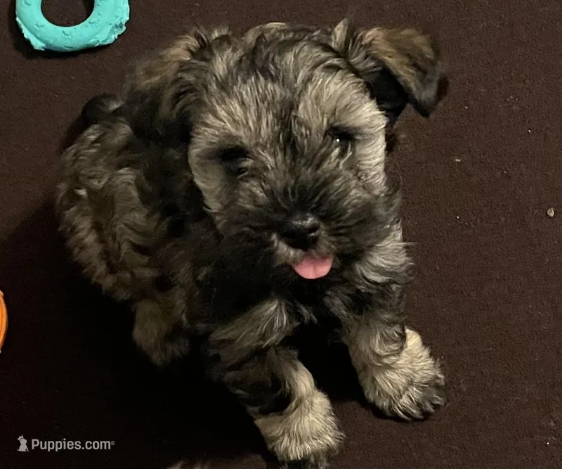 TOY AKC Pink Megacoat, a female Miniature Schnauzer for sale in Madison, AL – Photo 1 of 3