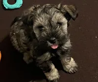 TOY AKC Pink Megacoat, a female Miniature Schnauzer for sale in Madison, AL – Photo 1 of 3
