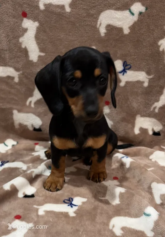 Molly – Miniature Dachshund puppy for sale in Purvis, MS