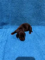 Lainey, a female Miniature Dachshund for sale in Purvis, MS – 5 of 6