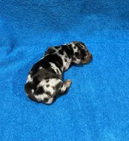 Spark, a male Miniature Dachshund for sale in Purvis, MS – 4 of 6