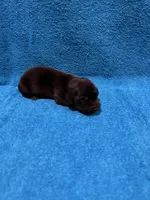 Lainey, a female Miniature Dachshund for sale in Purvis, MS – 3 of 6
