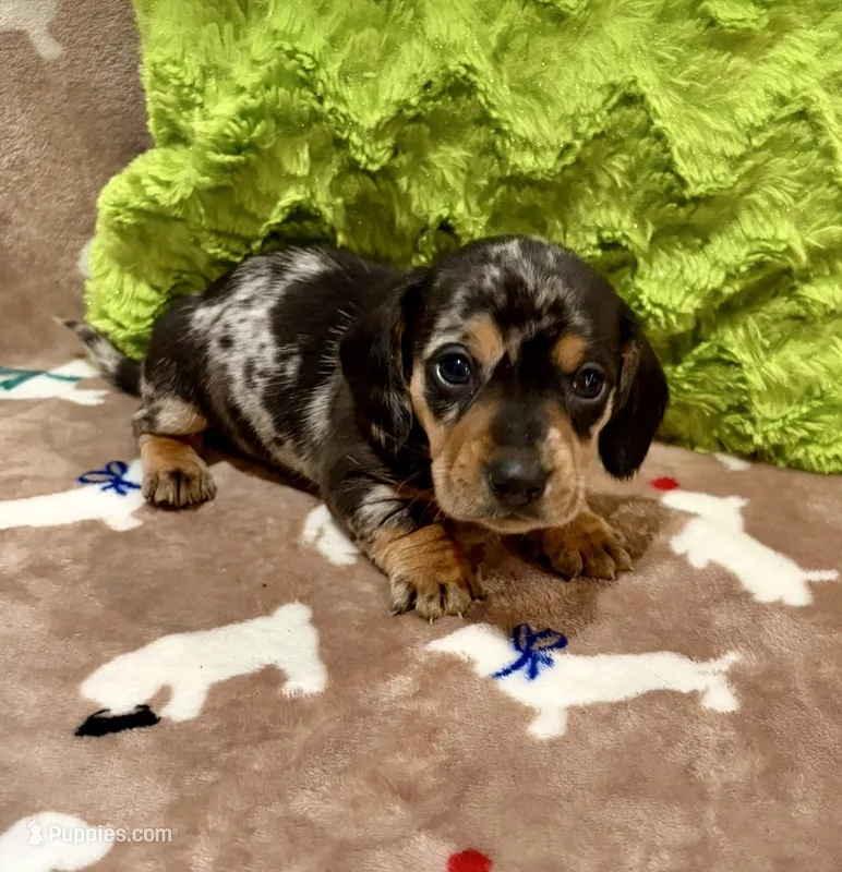 Bash – Miniature Dachshund puppy for sale in Purvis, MS