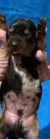 Storm, a male Miniature Dachshund for sale in Purvis, MS – 7 of 7