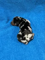 Spark, a male Miniature Dachshund for sale in Purvis, MS – 3 of 6