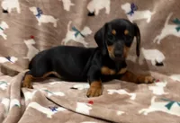 Molly, a female Miniature Dachshund for sale in Purvis, MS – 3 of 10