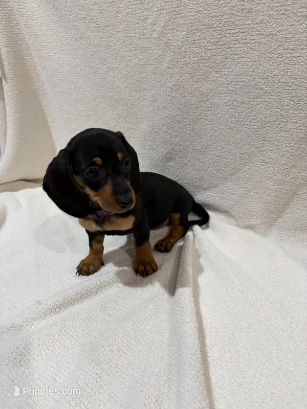 Ellie – Miniature Dachshund puppy for sale in Purvis, MS
